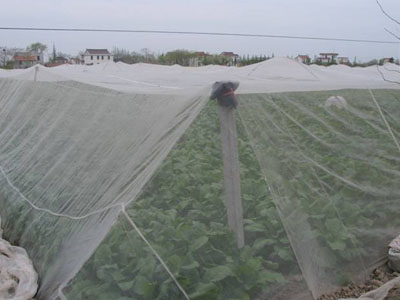 塑料防虫网